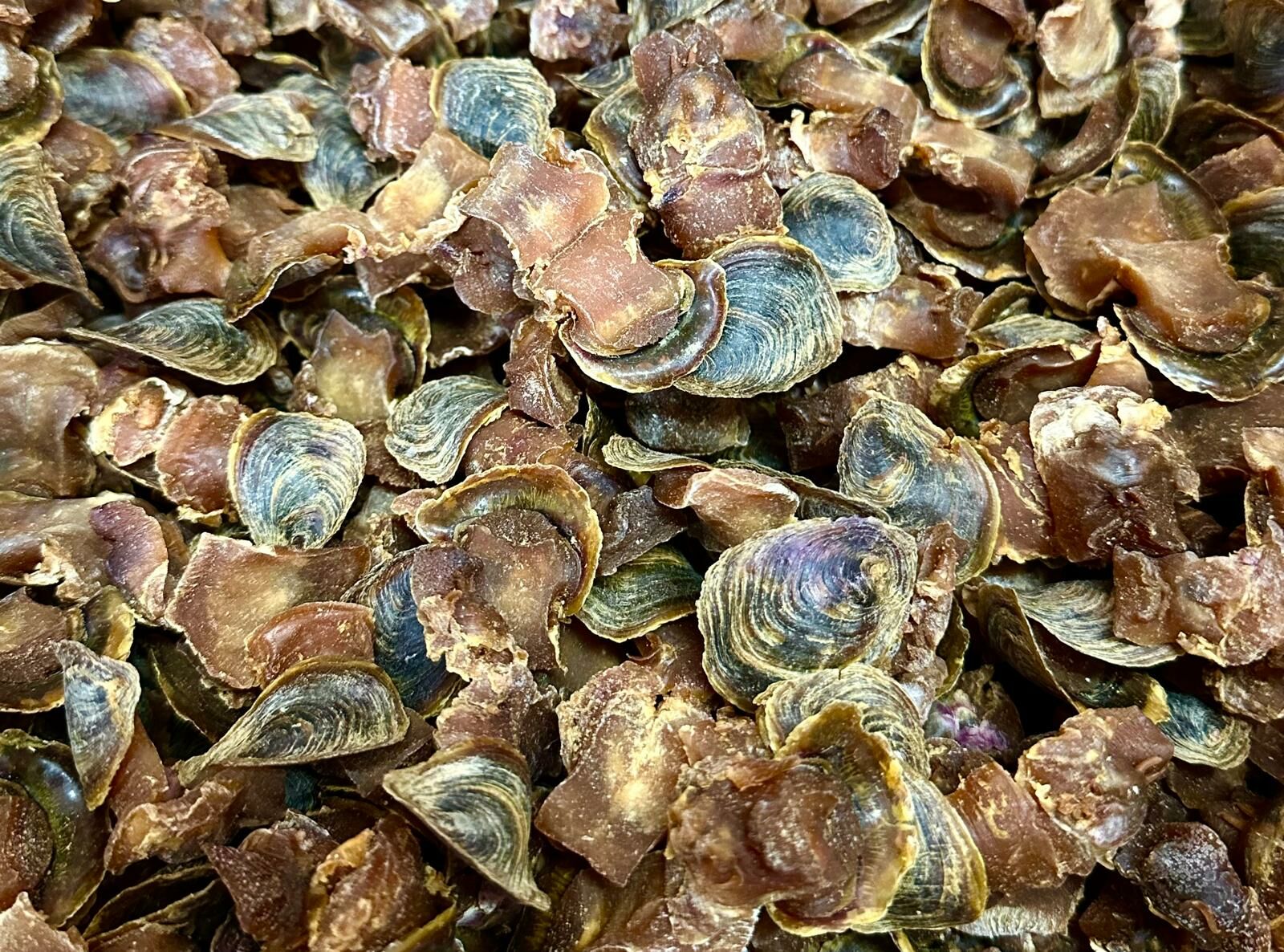 (2394)西非有掩螺（s) 300g約40-50隻