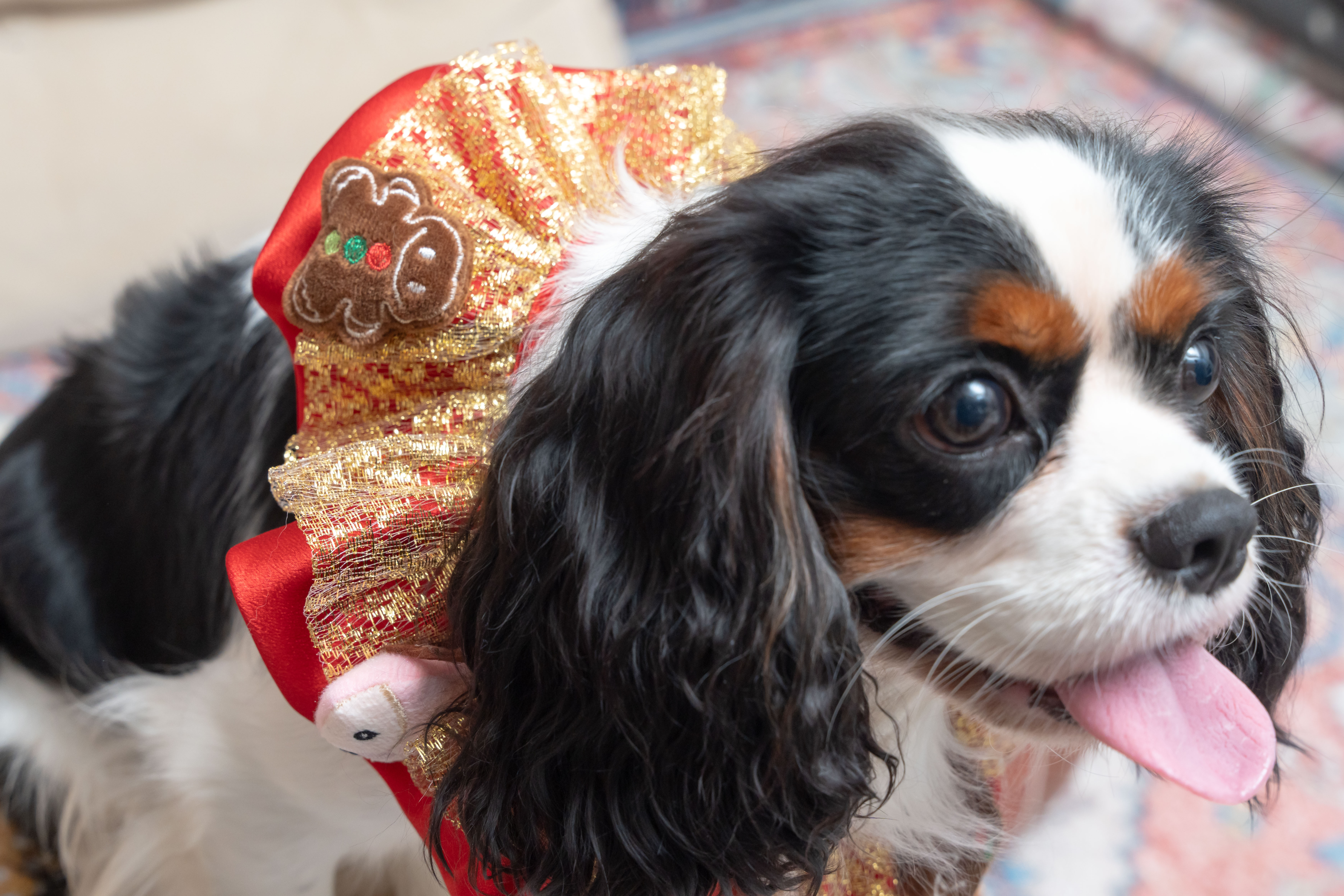 X'MAS Red Collar with Stuffed Toy
