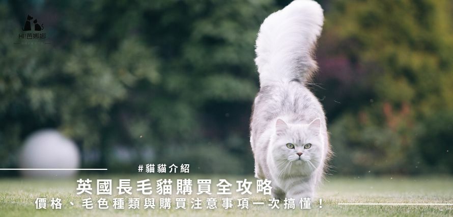 英國長毛貓購買全攻略：價格、毛色種類與購買注意事項一次搞懂！