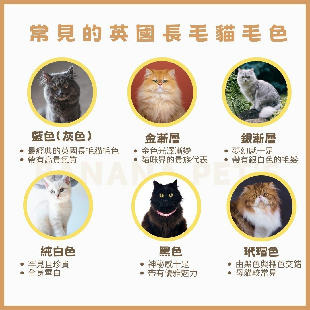 英國長毛貓毛色種類介紹