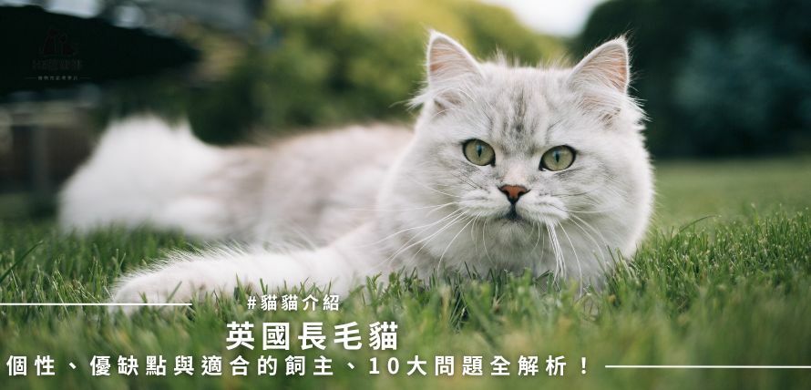 英國長毛貓的個性、優缺點與適合的飼主、10大問題全解析！