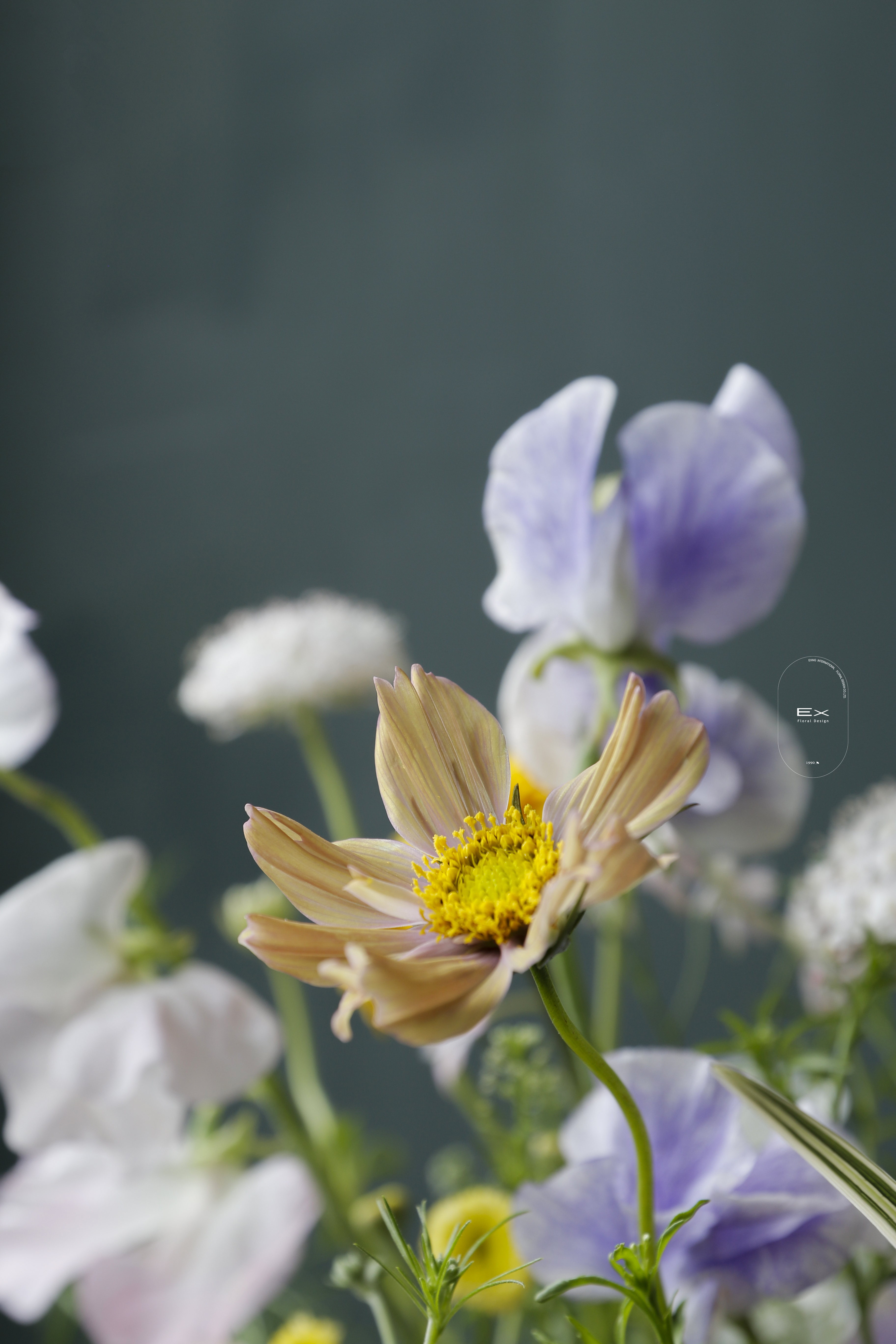 瓶中花 · 覓糖春 Sweet Spring Seek