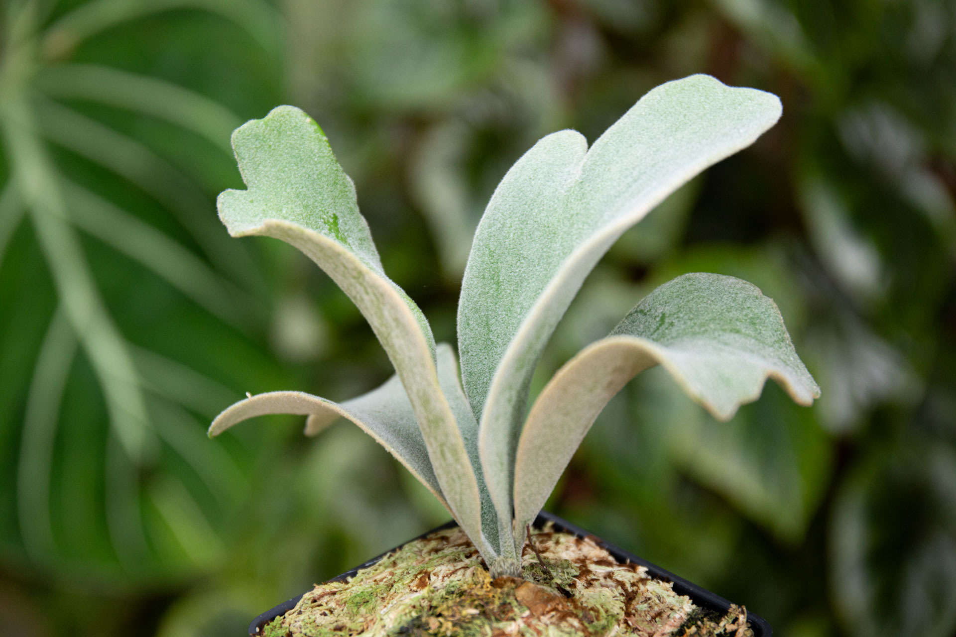 P.willinckii CCS