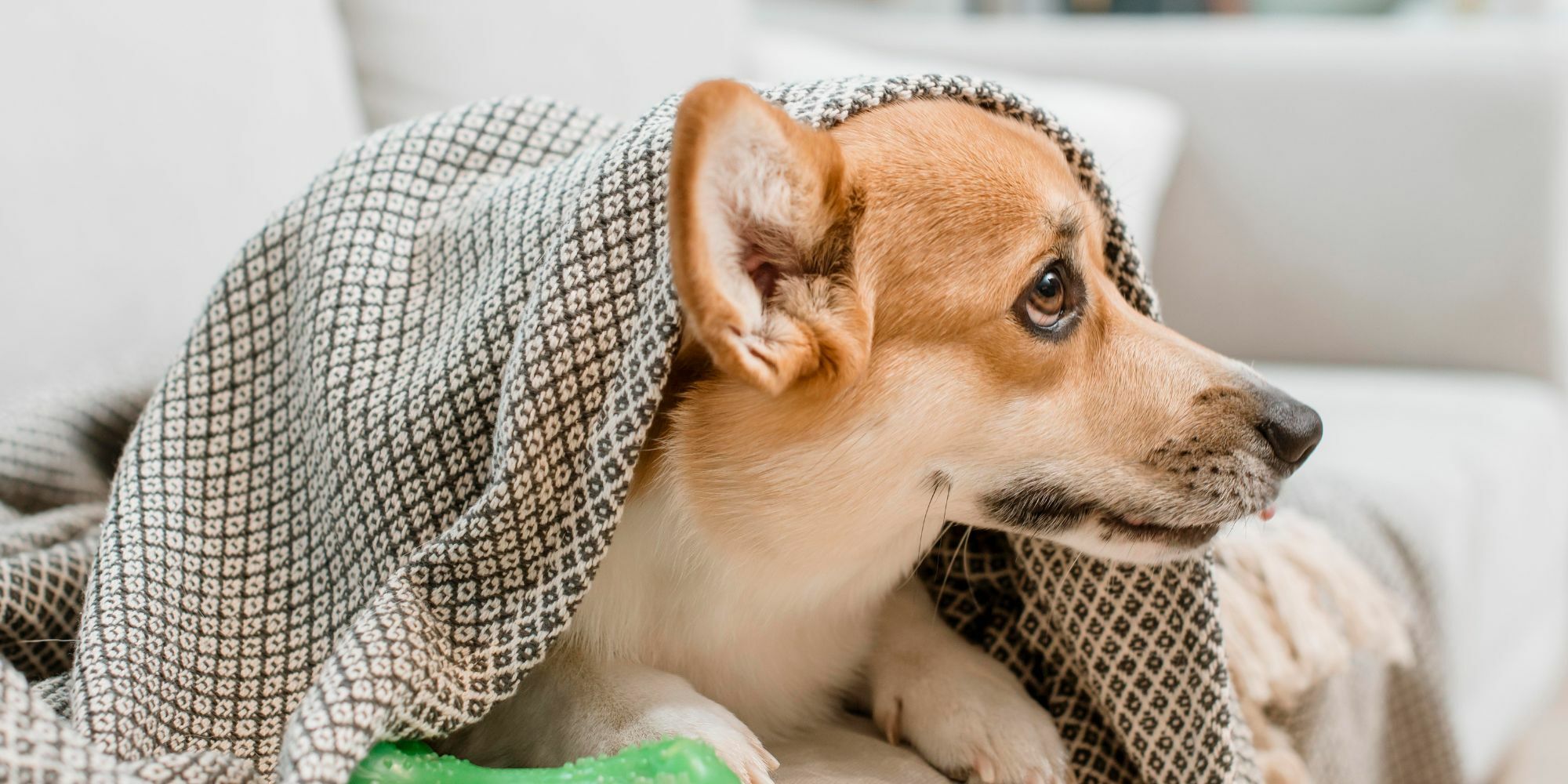 狗狗情緒