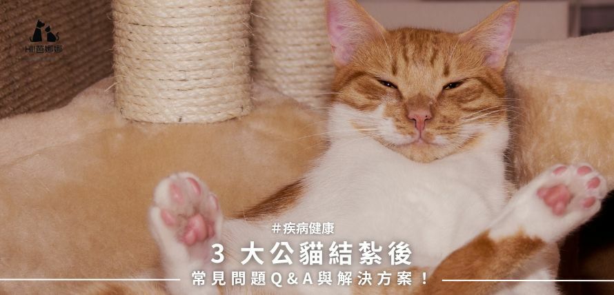 3 大公貓結紮後常見問題Q&A與解決方案！