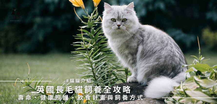 英國長毛貓飼養全攻略：壽命、健康照護、飲食計畫與飼養方式
