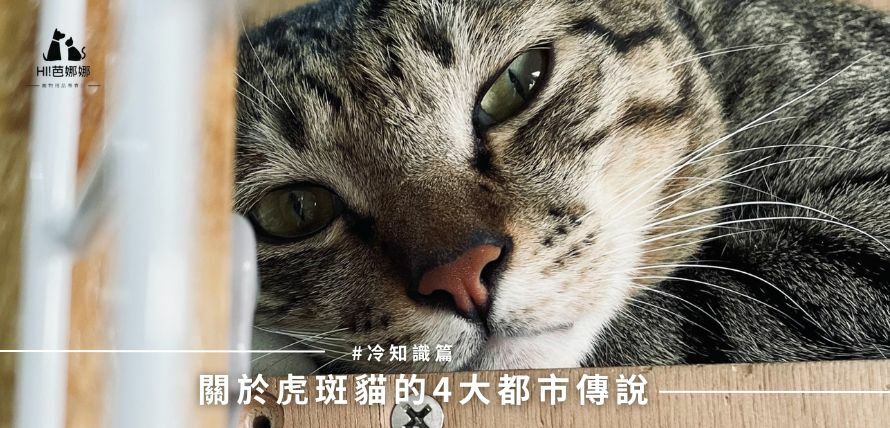 關於虎斑貓的4大都市傳說