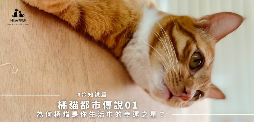 橘貓都市傳說01：為何橘貓是你生活中的幸運之星？