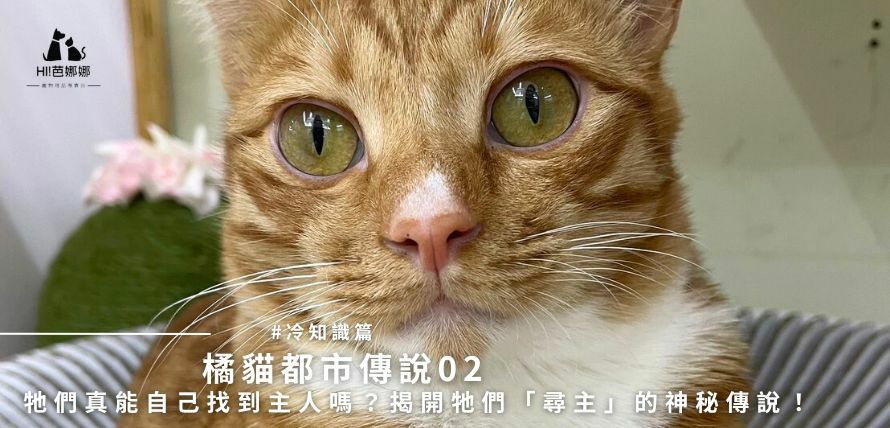 橘貓都市傳說02：牠們真能自己找到主人嗎？揭開牠們「尋主」的神秘傳說！