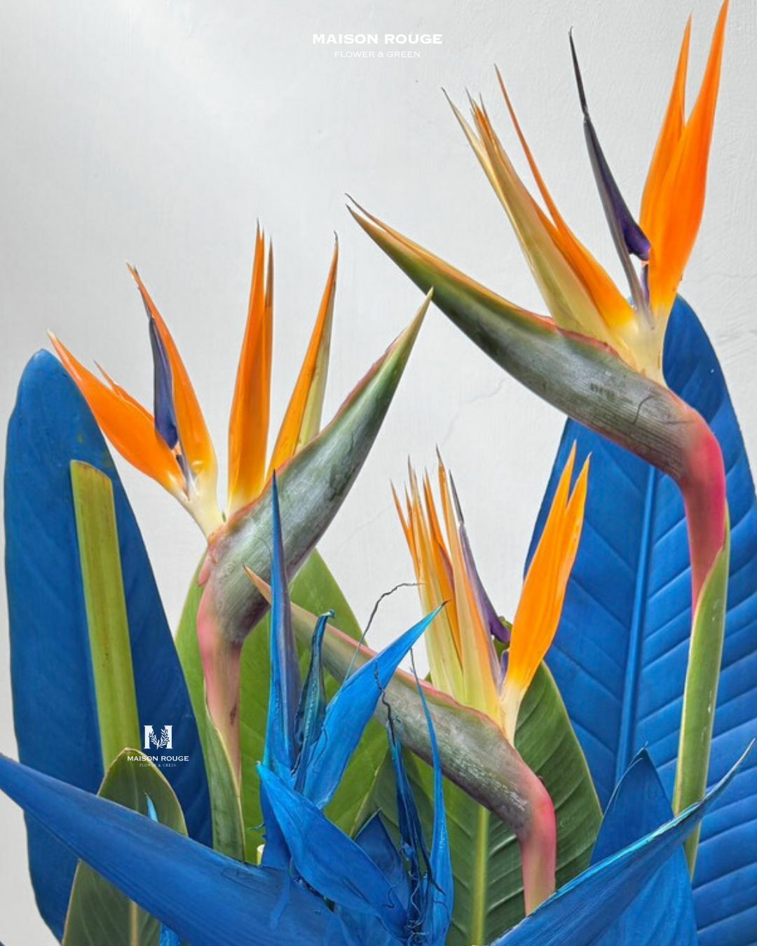 貳樓有花・天堂鳥設計款