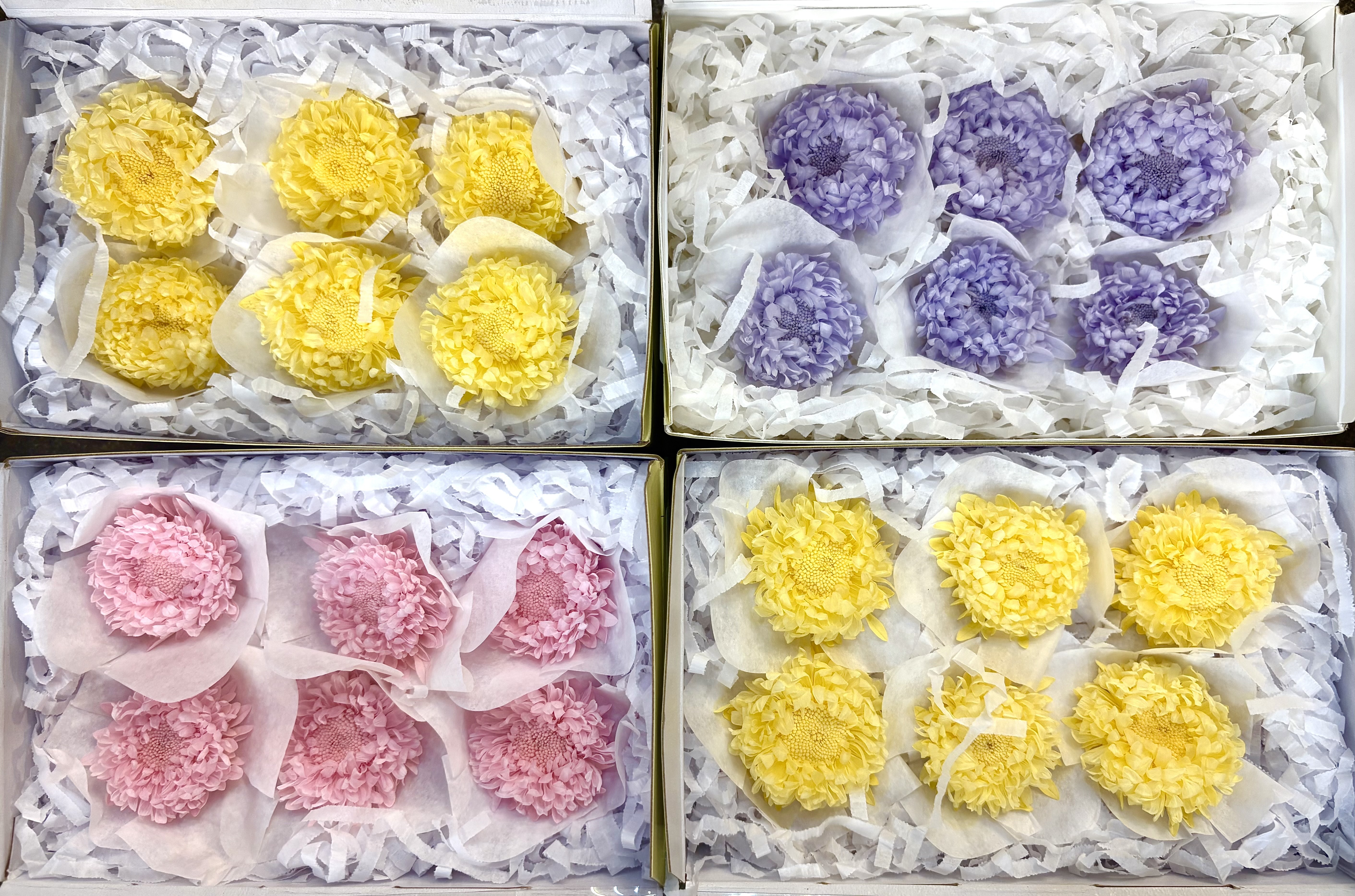 日本Florever永生紫苑花