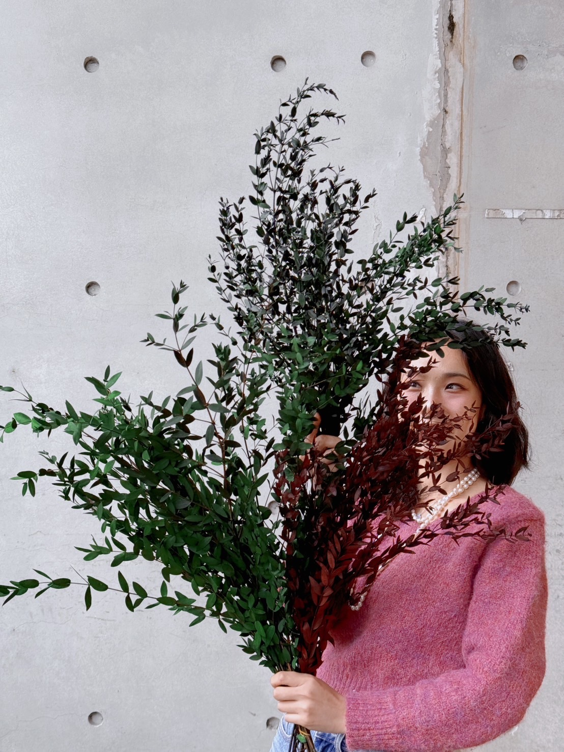 不凋小尖葉尤加利