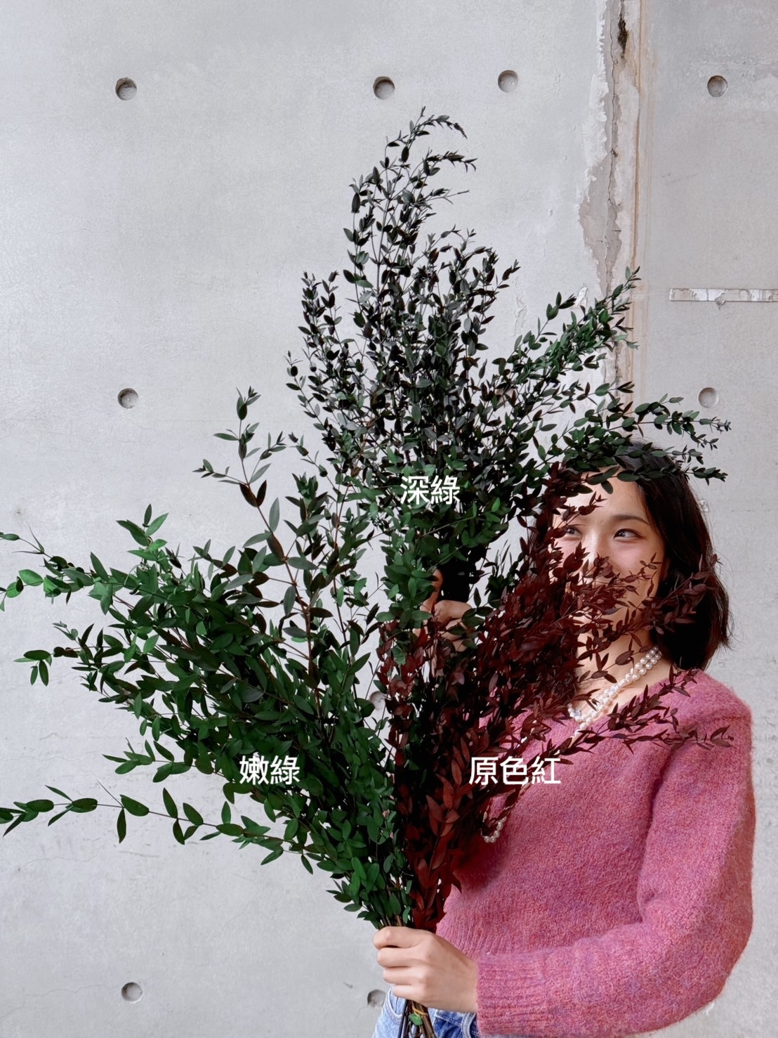 不凋小尖葉尤加利