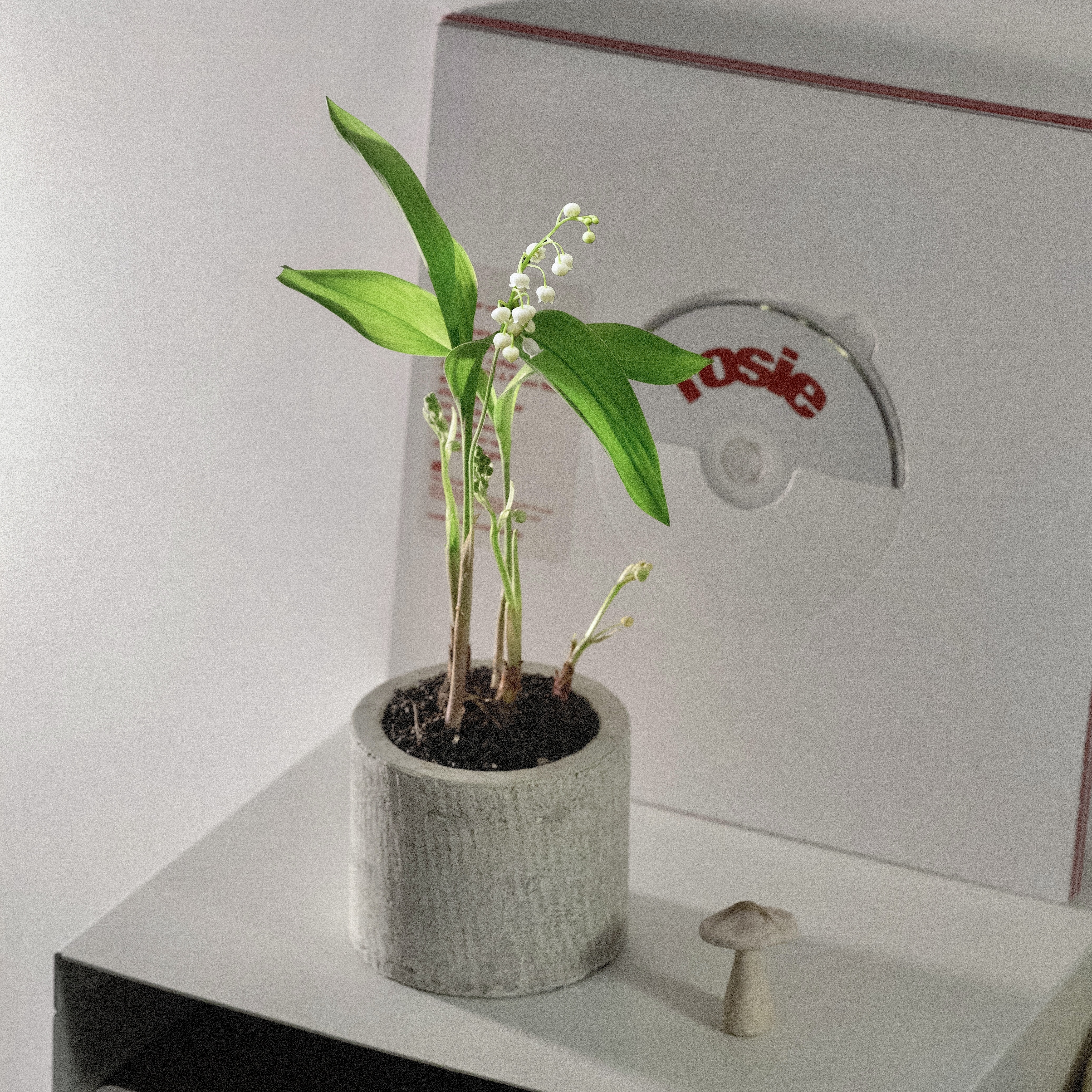 荷蘭山谷百合 — Muguet De Ma