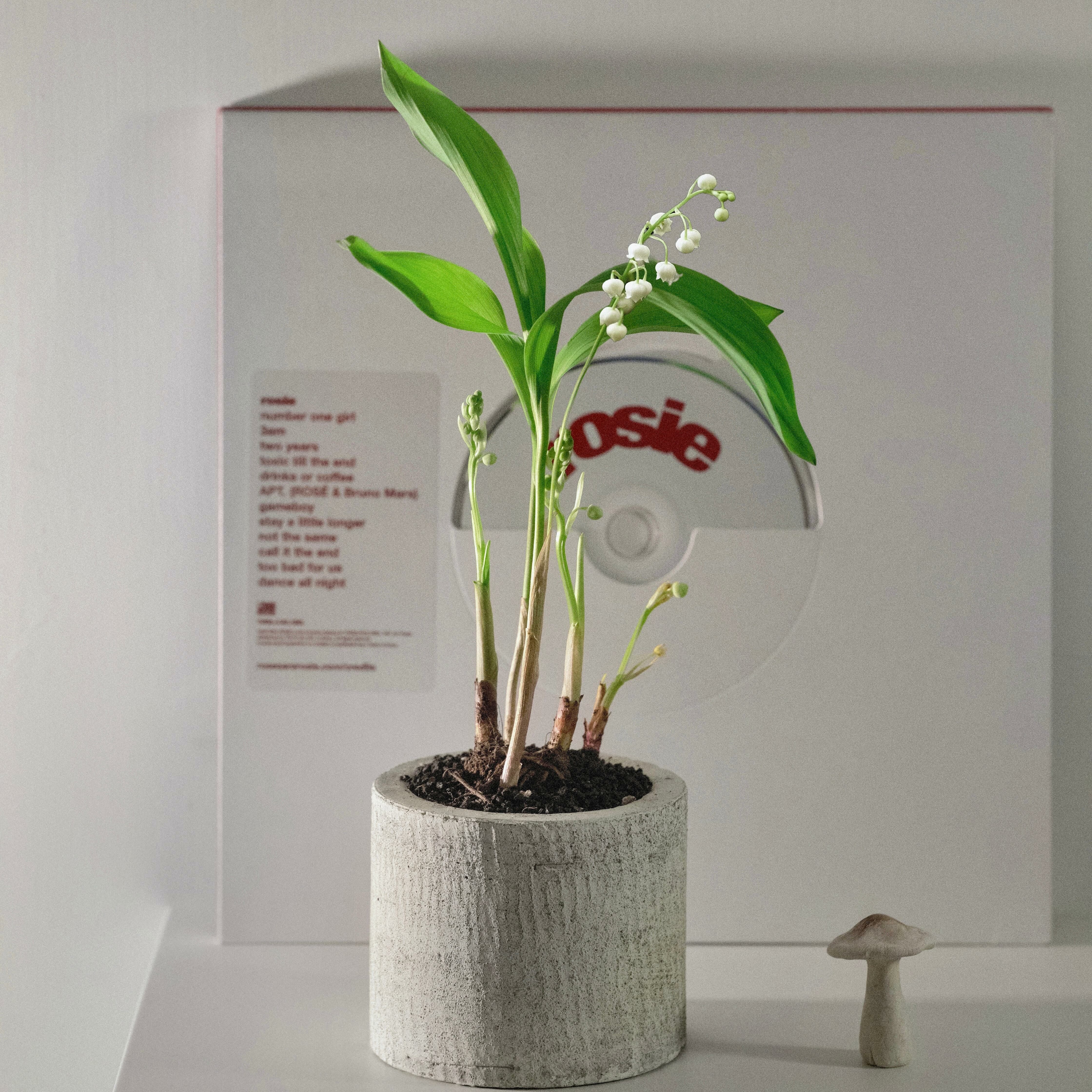 荷蘭山谷百合 — Muguet De Ma