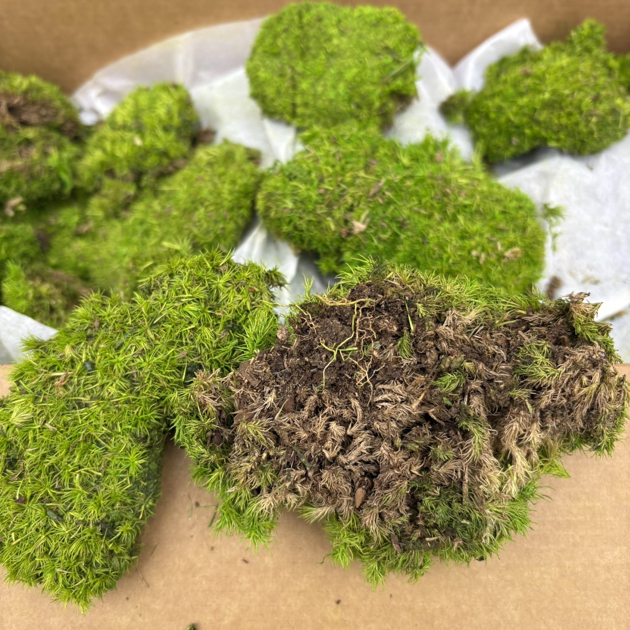 不凋青苔（塊）