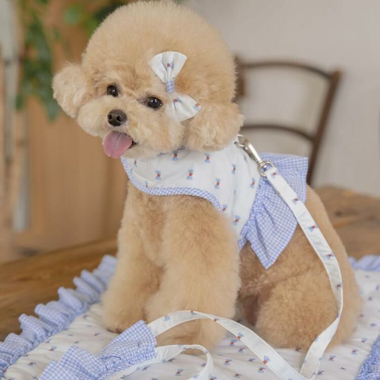 OPAAAP XOXO 糖果胸背