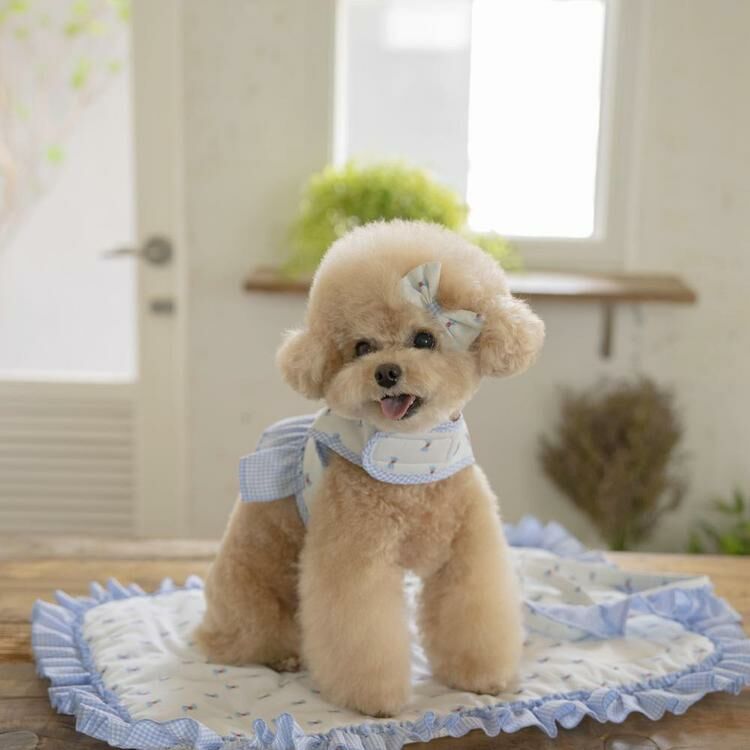 OPAAAP XOXO 糖果胸背