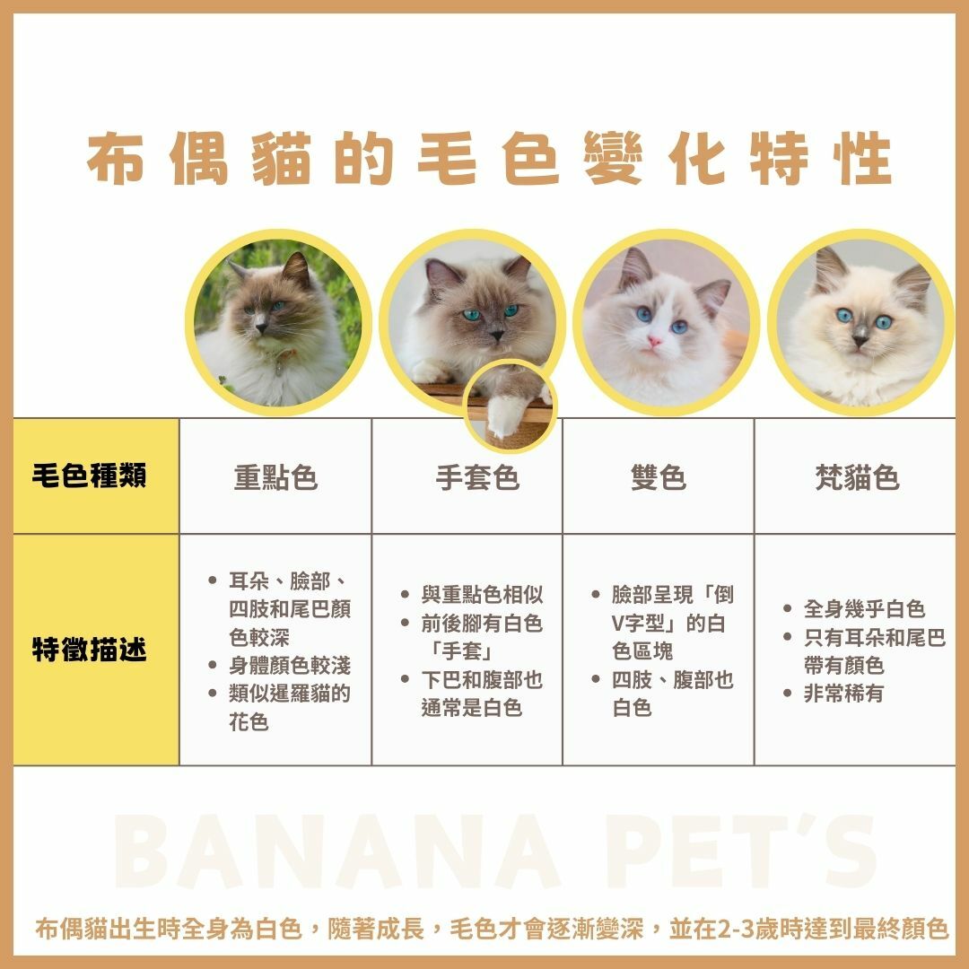 常見的布偶貓毛色種類