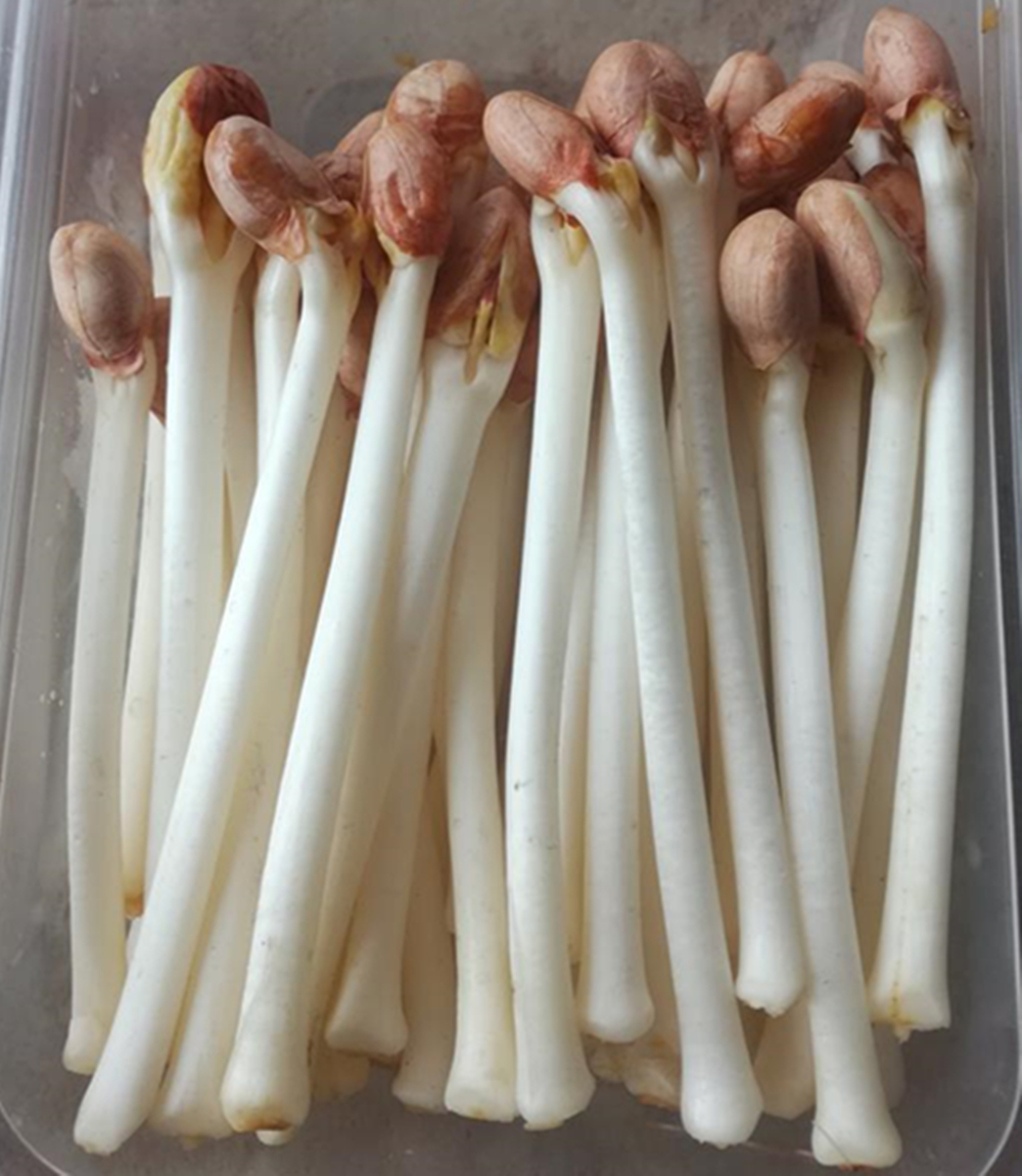 大棠有機花生芽 (包)