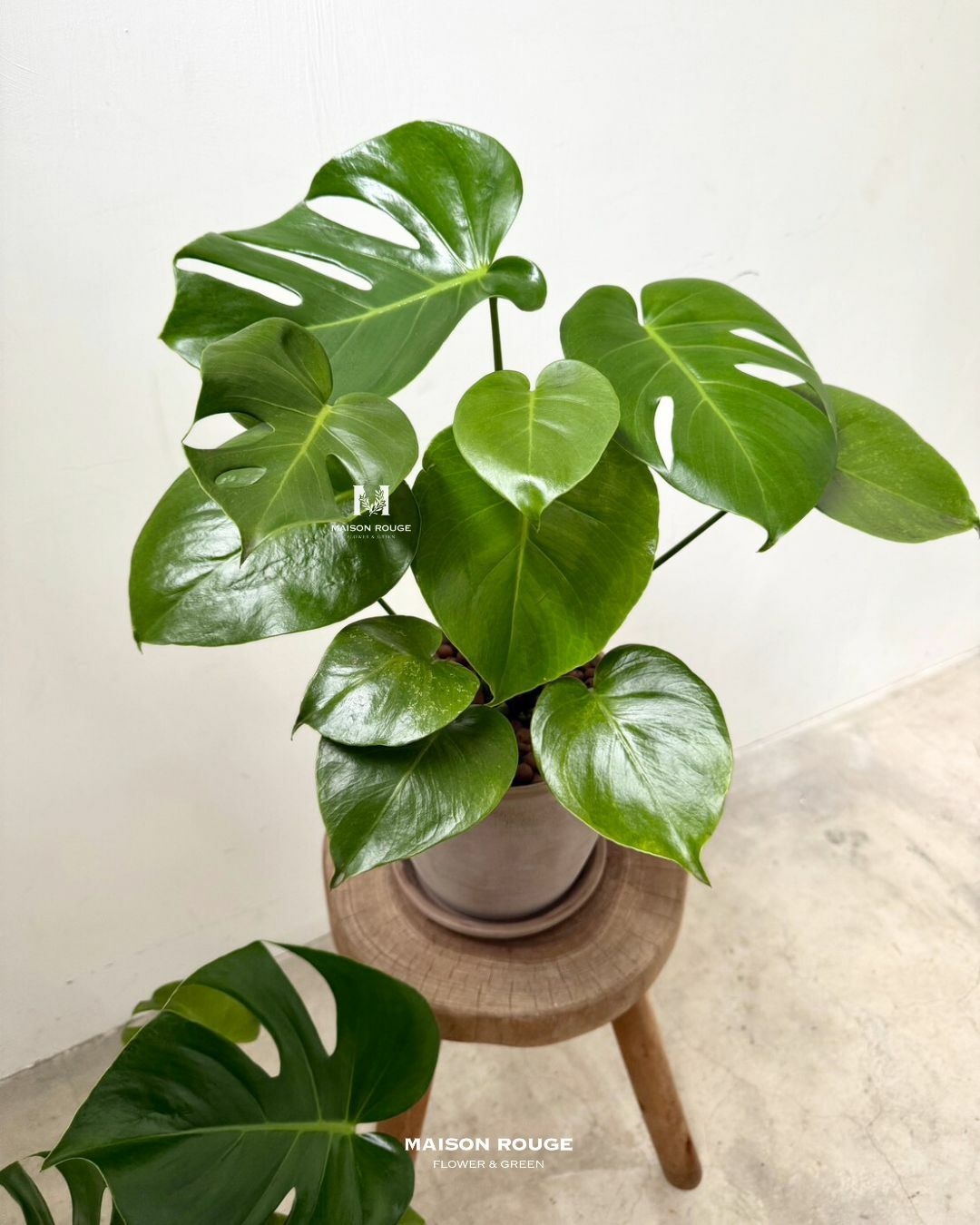 貳樓有花・龜背芋・綠植