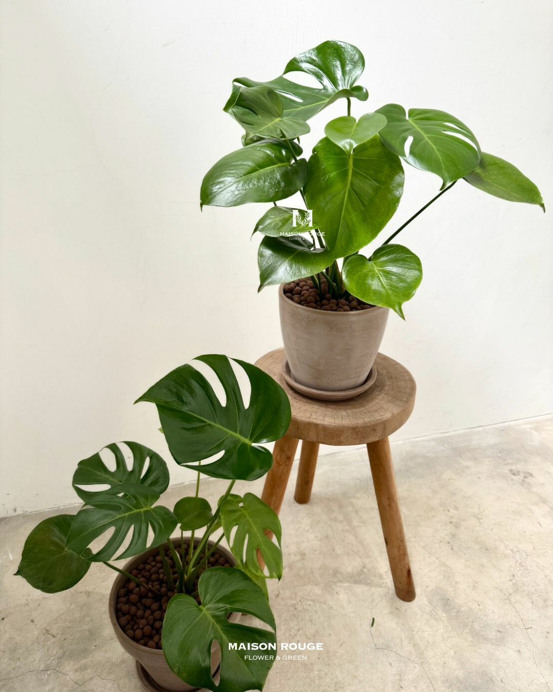 貳樓有花・龜背芋・綠植