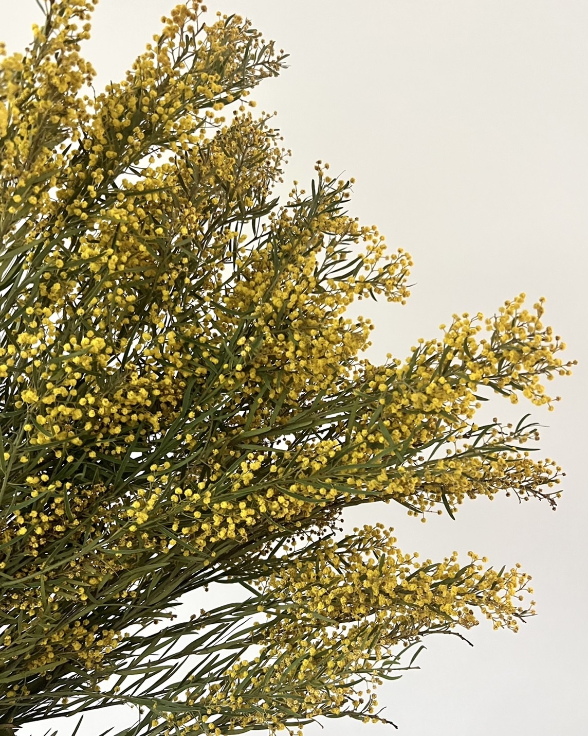 新鮮乾燥迷你金合歡