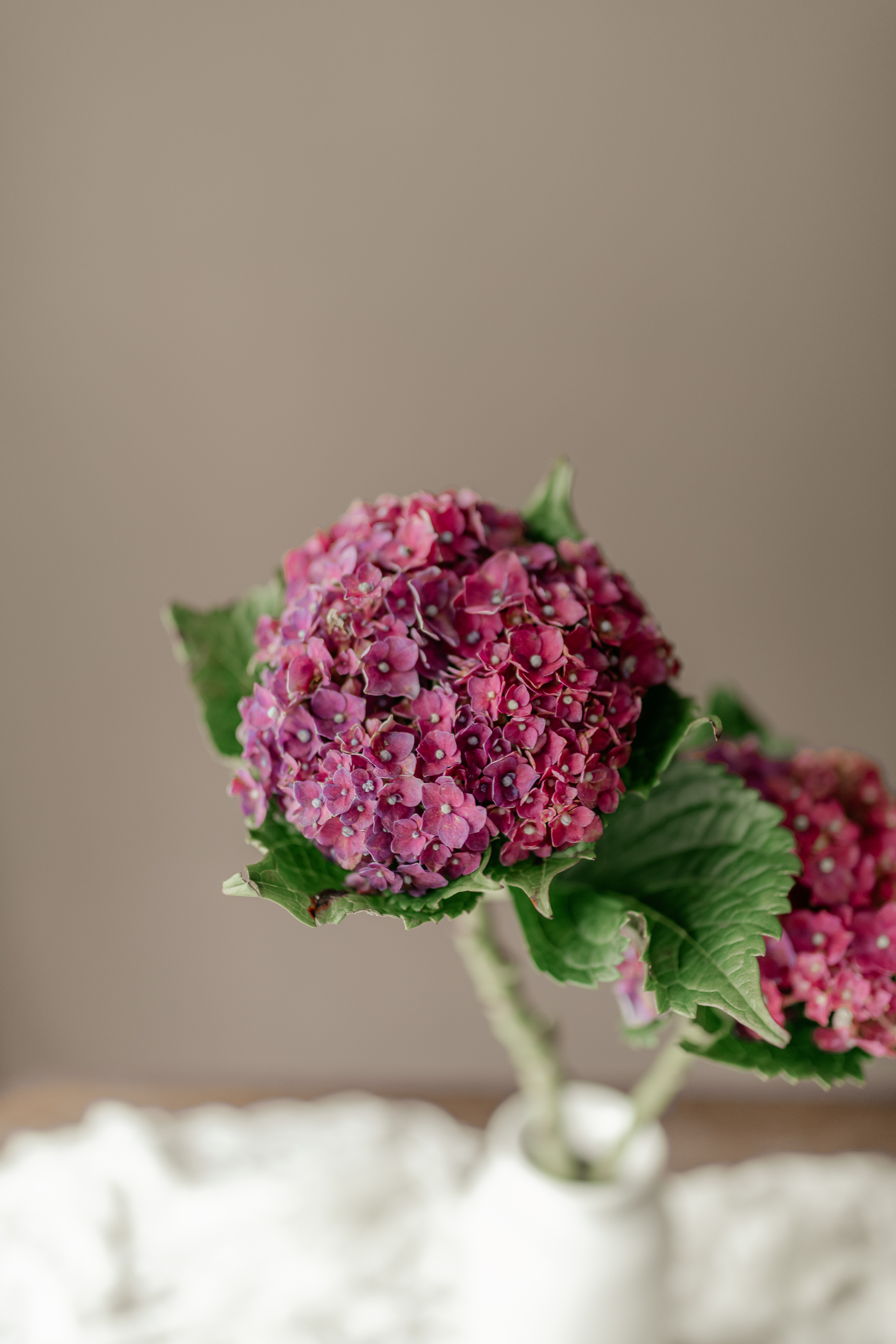 古典紅繡球花材