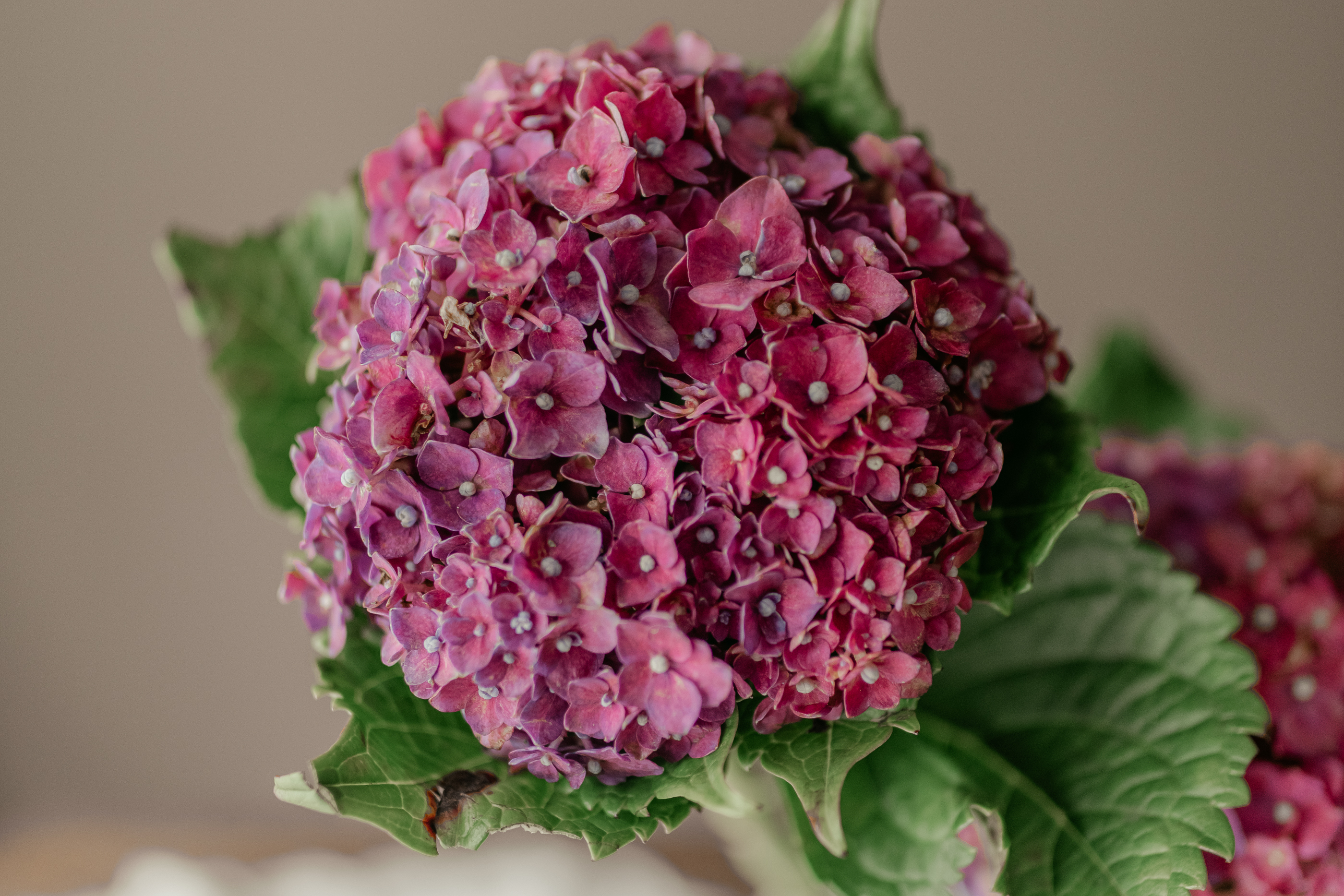 古典紅繡球花材