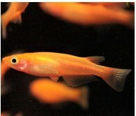 ⭐日本進口⭐ 楊貴妃(對魚)