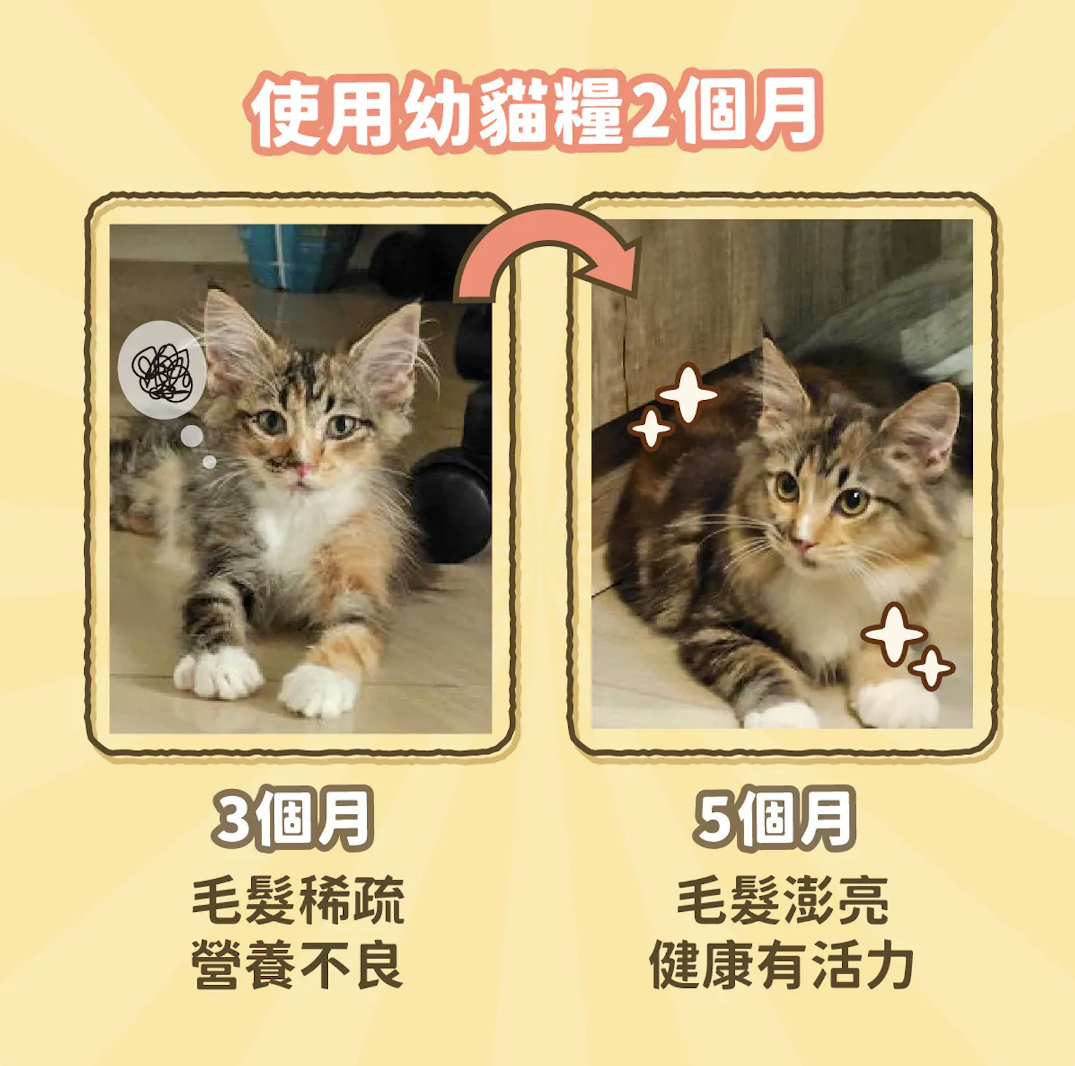 REAL POWER |幼貓糧1號(腸胃護膚配方)