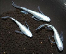 ⭐日本進口⭐ 天女の舞(對魚)