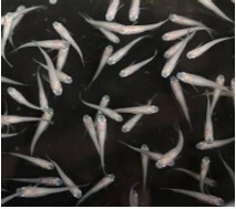 ⭐日本進口⭐ 白メダカ(對魚)