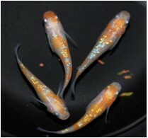 ⭐日本進口⭐ 紅白ラメ(對魚)