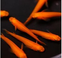 ⭐日本進口⭐ 紅帝(對魚)