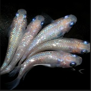 ⭐日本進口⭐ 粉紅 Pink Sapphires(對魚)