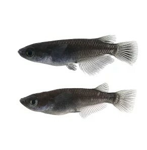 ⭐日本進口⭐ 大蛇(對魚)