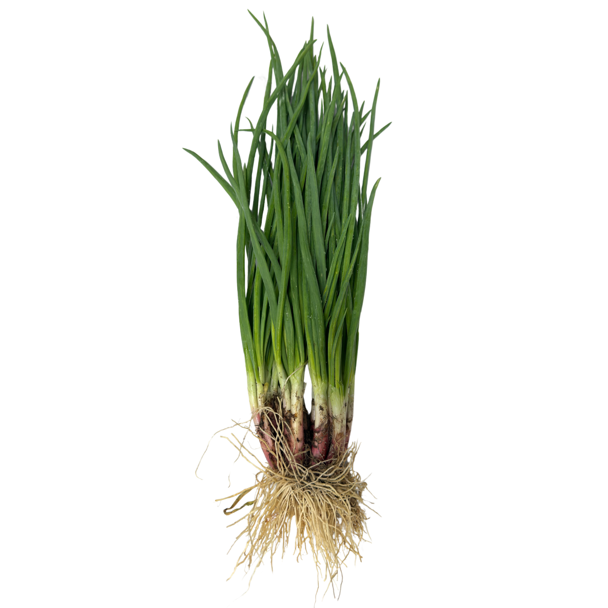 Local Organic Spring Onion (BAG)