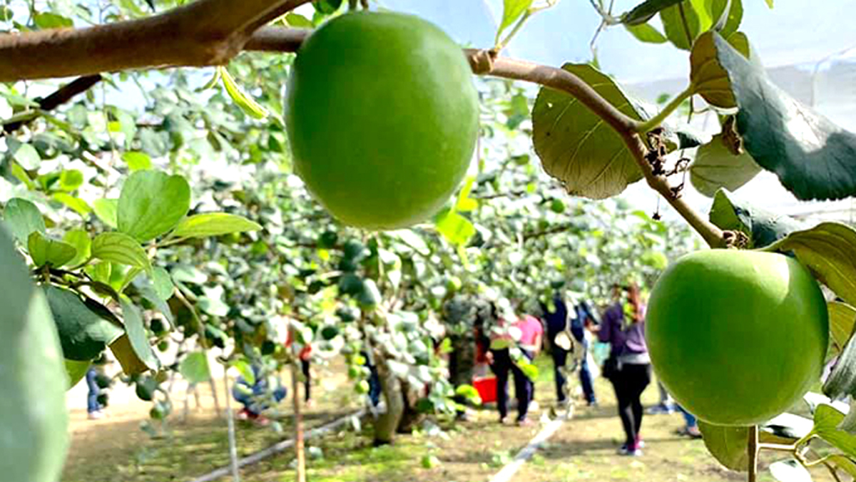 裕園農場開放採果樂