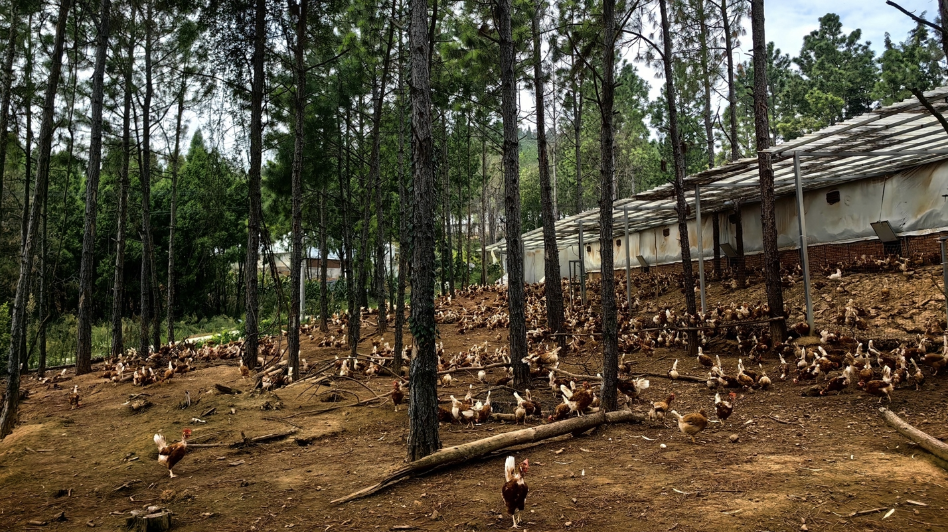 四川信德農牧有限公司