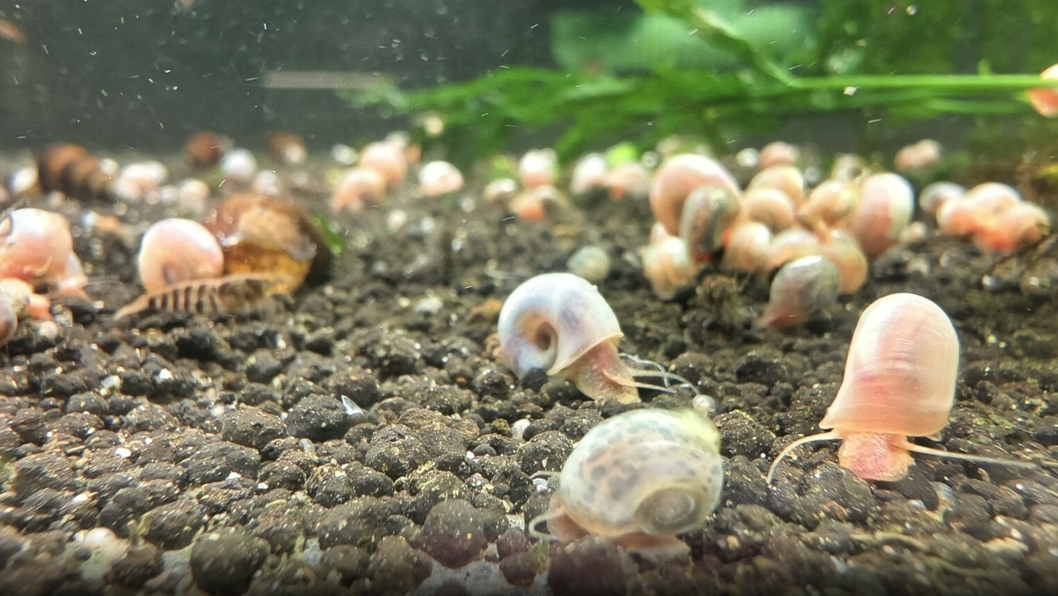 蘋果螺(一組10隻)