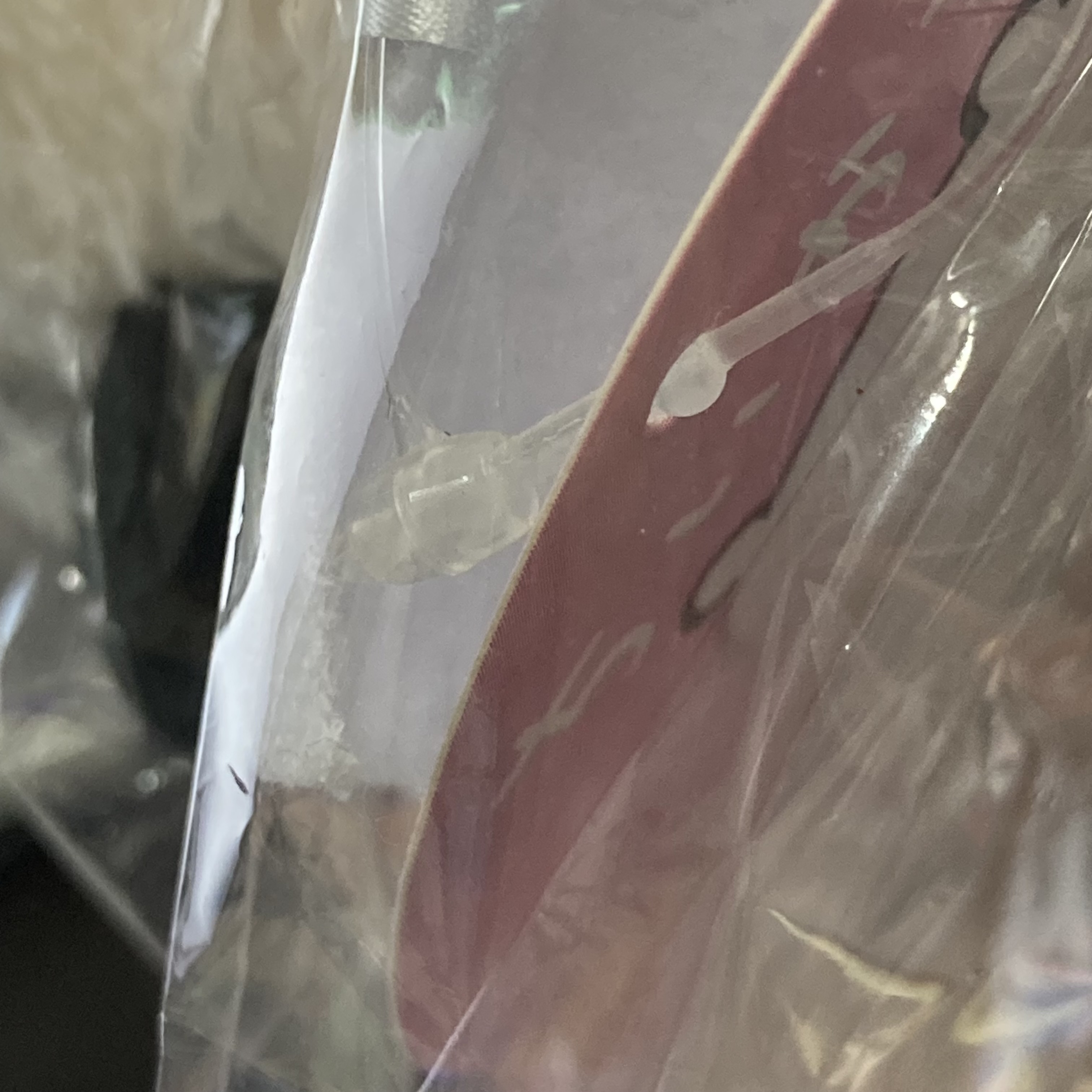 CHIIKAWA 海獺 公仔#206