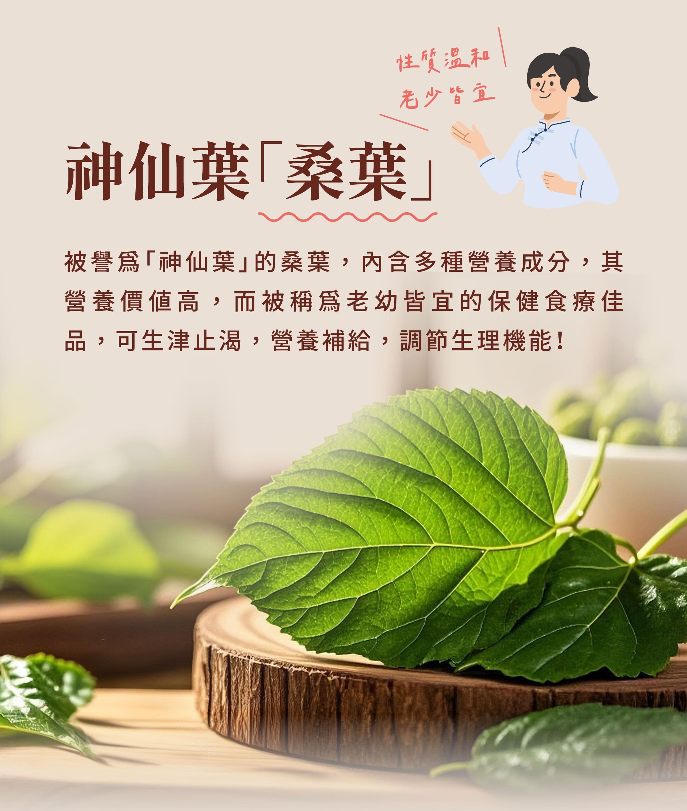 介紹登義康護茶原料神仙葉桑葉