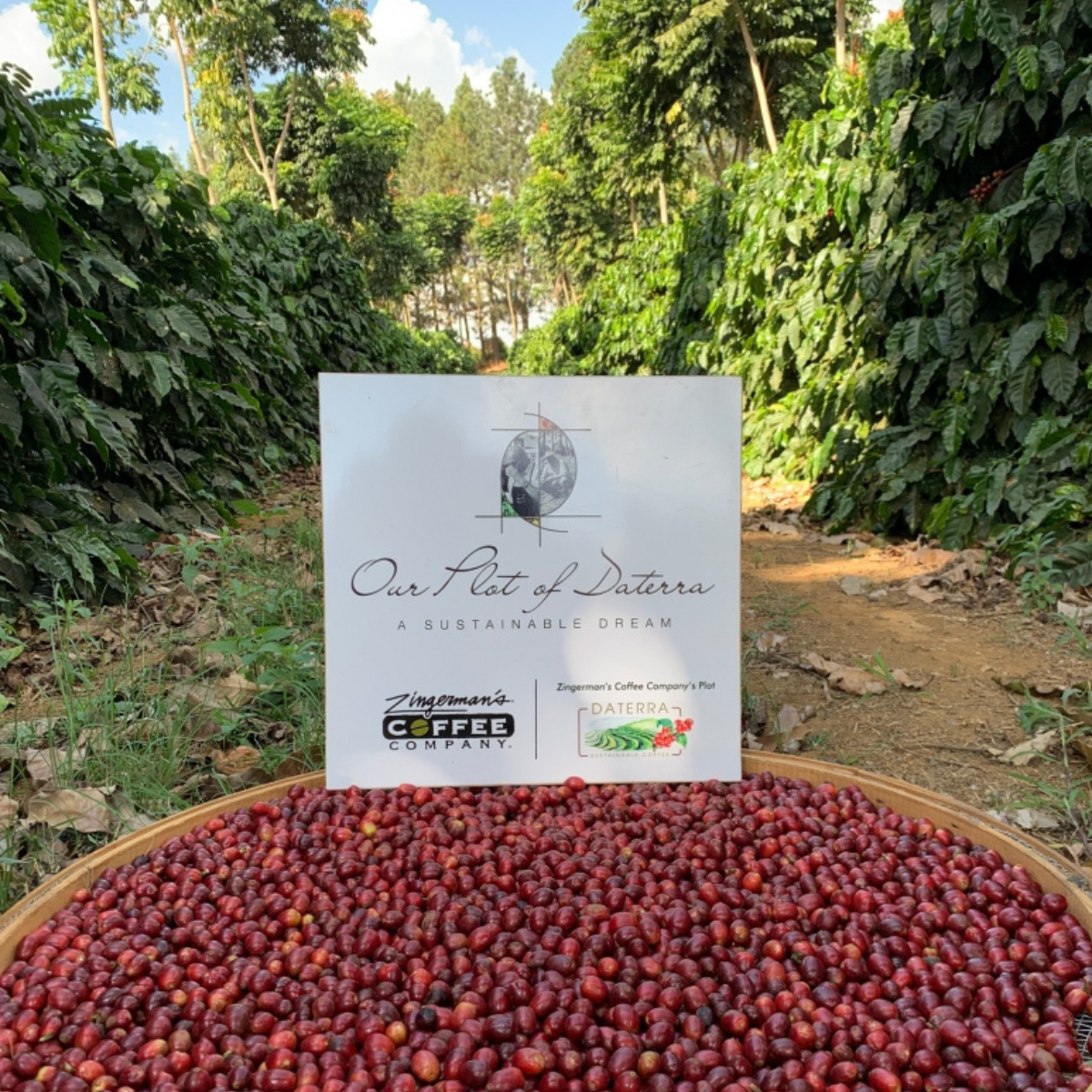 【盛開花朵】中焙｜ 巴西 達特拉莊園 日曬處理法 咖啡豆 半磅(227g) 永續咖啡 雨林認證咖啡｜暖窩咖啡