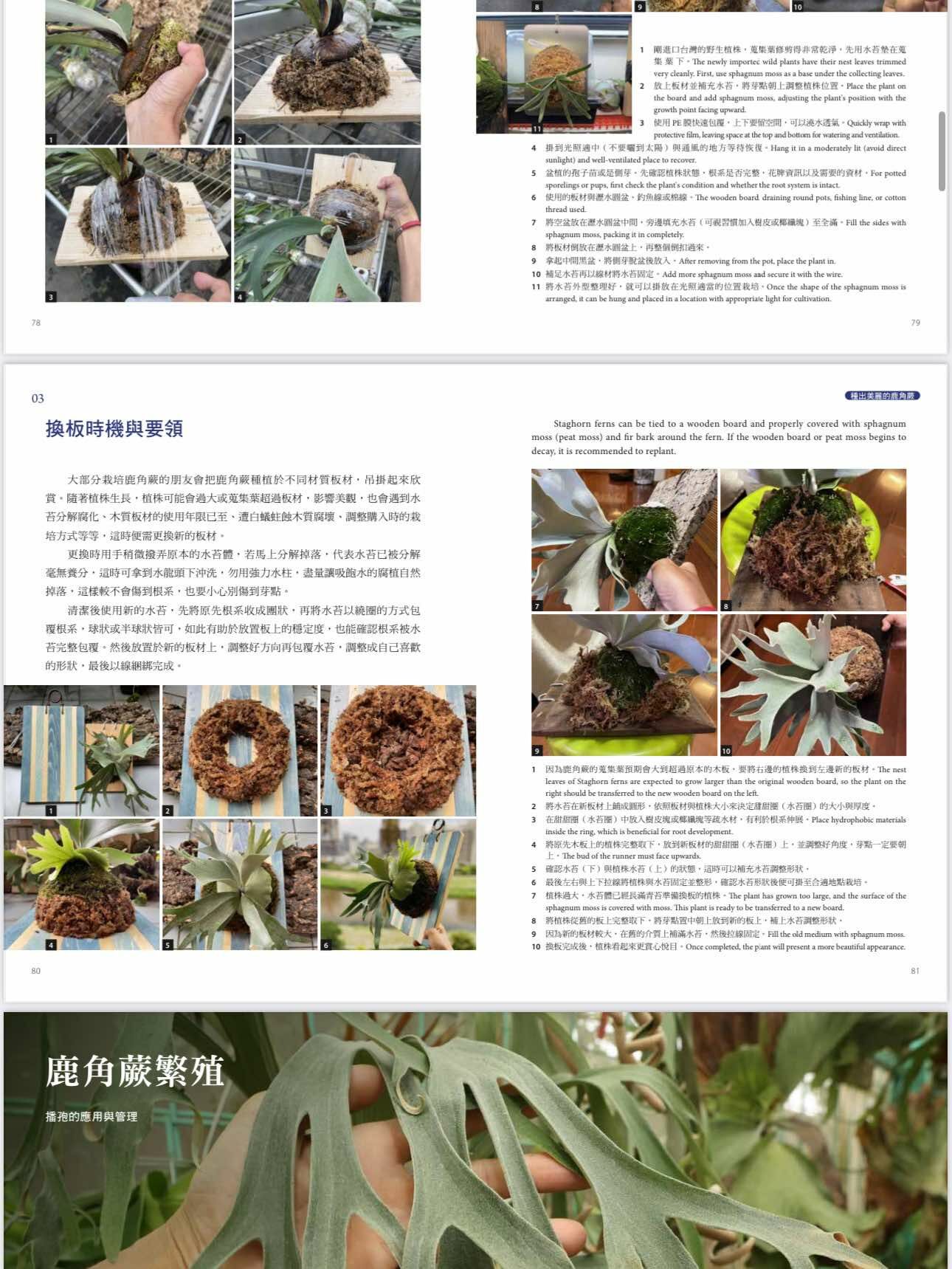 2025年3月 台湾 ビカクシダ育成・品種ガイド本 「鹿角蕨日記簿」新品未開封 2025年3月 台湾 ビカクシダ育成・品種ガイド本 「鹿角蕨日記簿