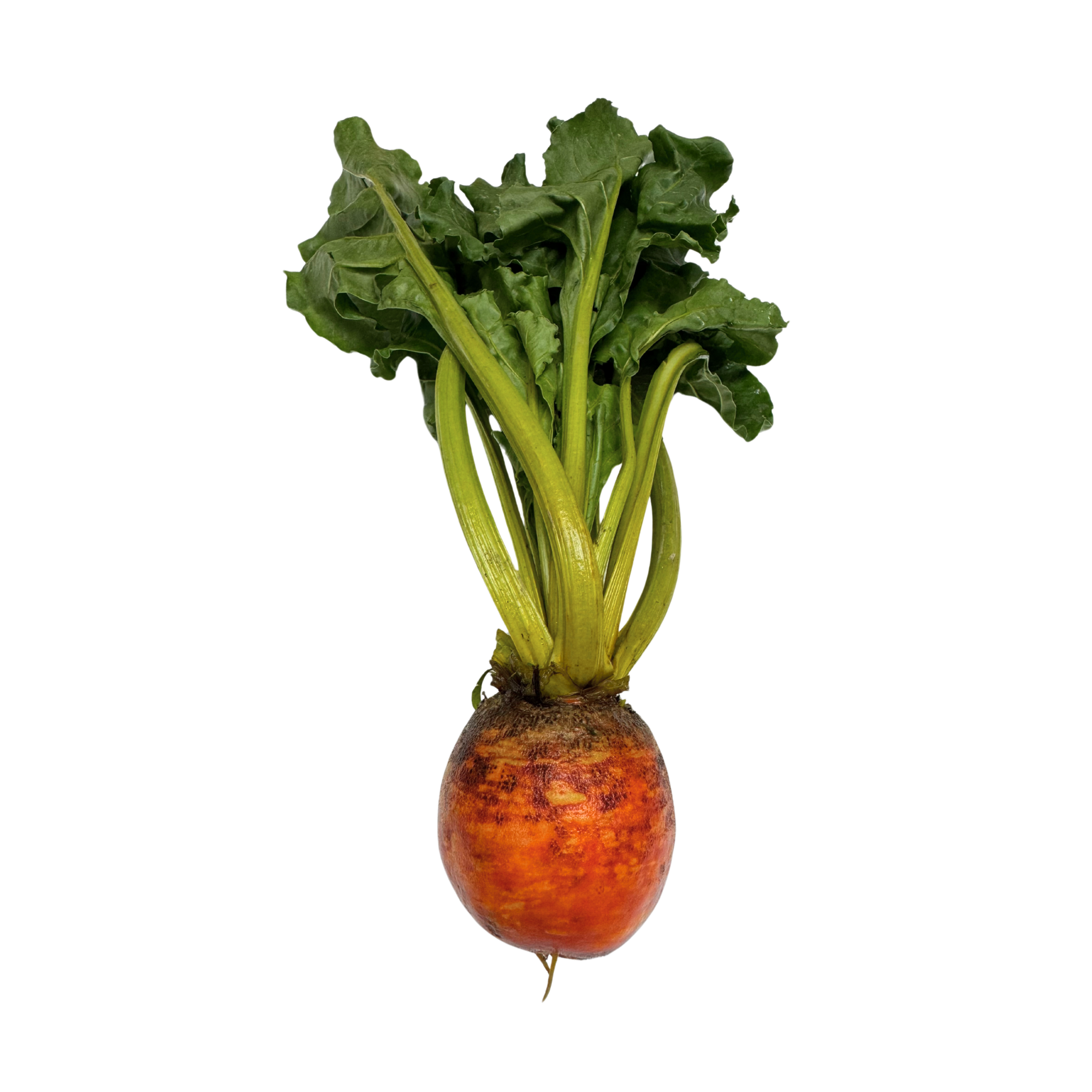 本地有機金菜頭