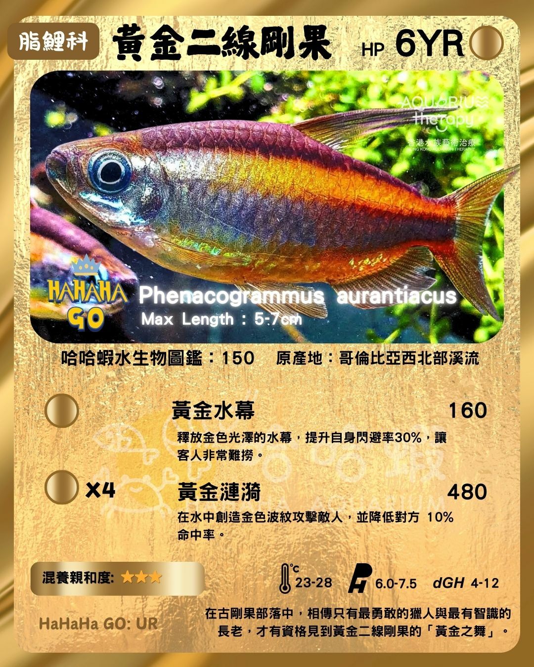 黃金二線剛果燈｜Phenacogrammus aurantiacus