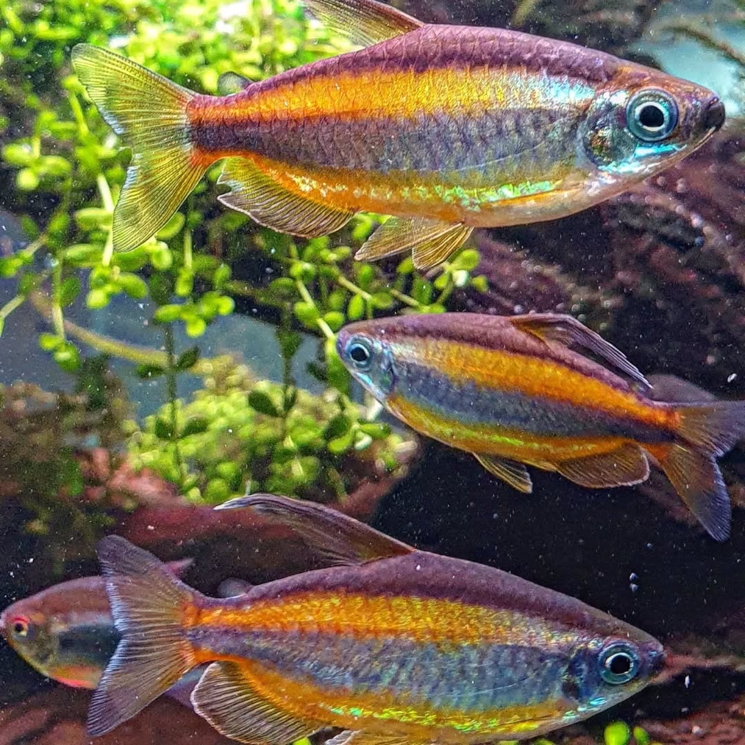 黃金二線剛果燈｜Phenacogrammus aurantiacus