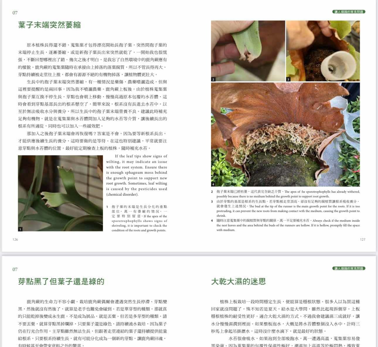 黃仕傑新書【鹿角蕨日記簿：栽培與觀賞】