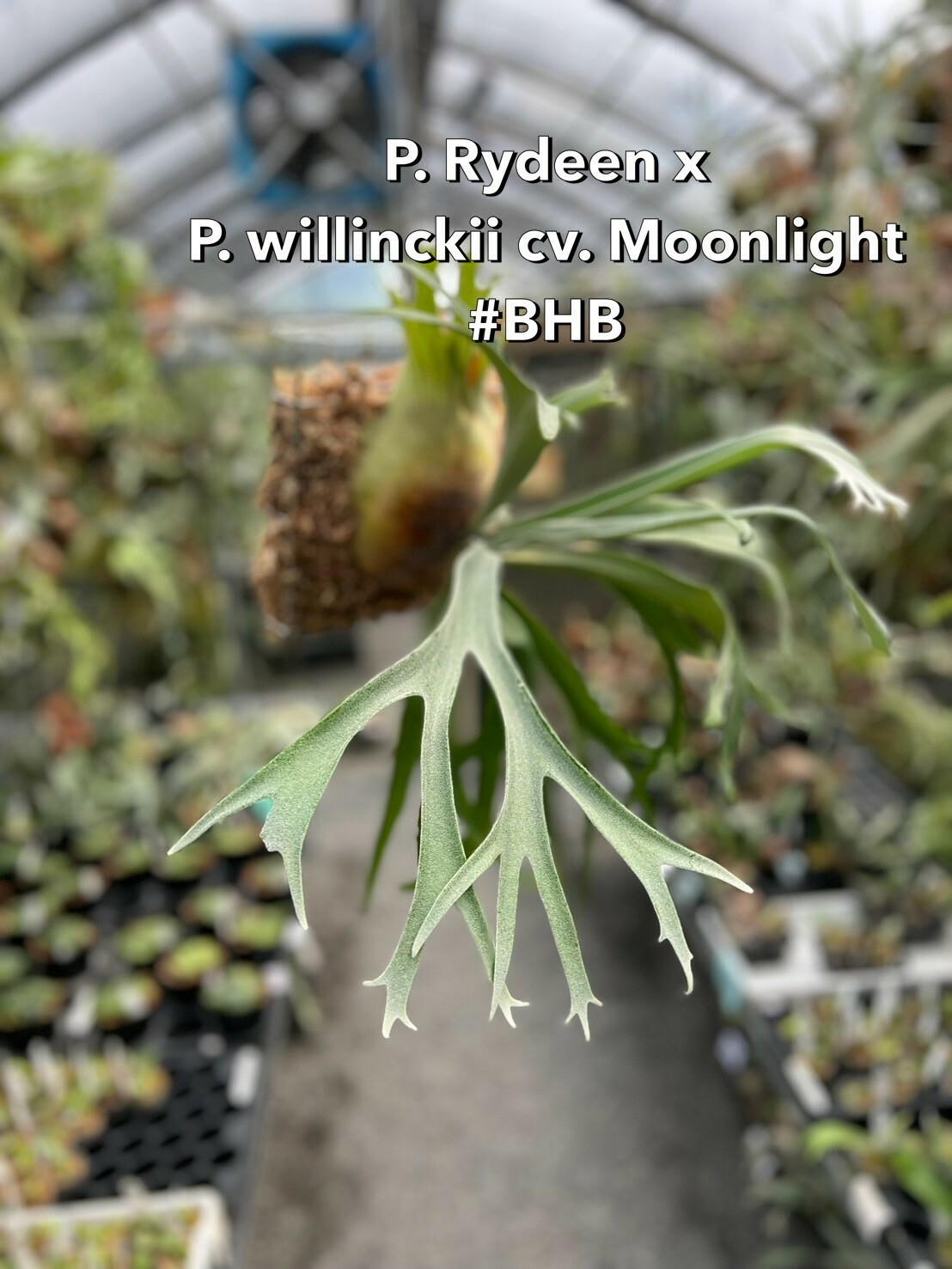 お*ん様 P. Willinckii 'Moonlight'(pn) お*ん様 P. Willinckii 'Moonlight'(pn) Staghorntuary | P